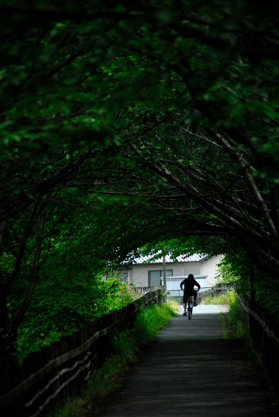 imagehearts_photomural2019_green_tunnel